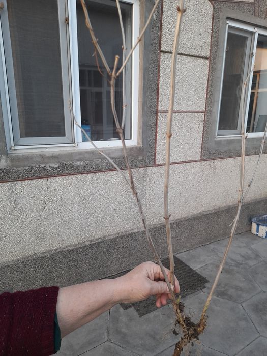 Продам гартензию цветы