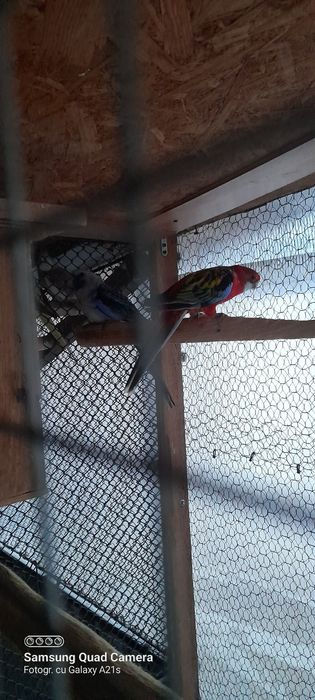 Vind papagali maturi