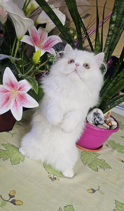 Персийско котенце