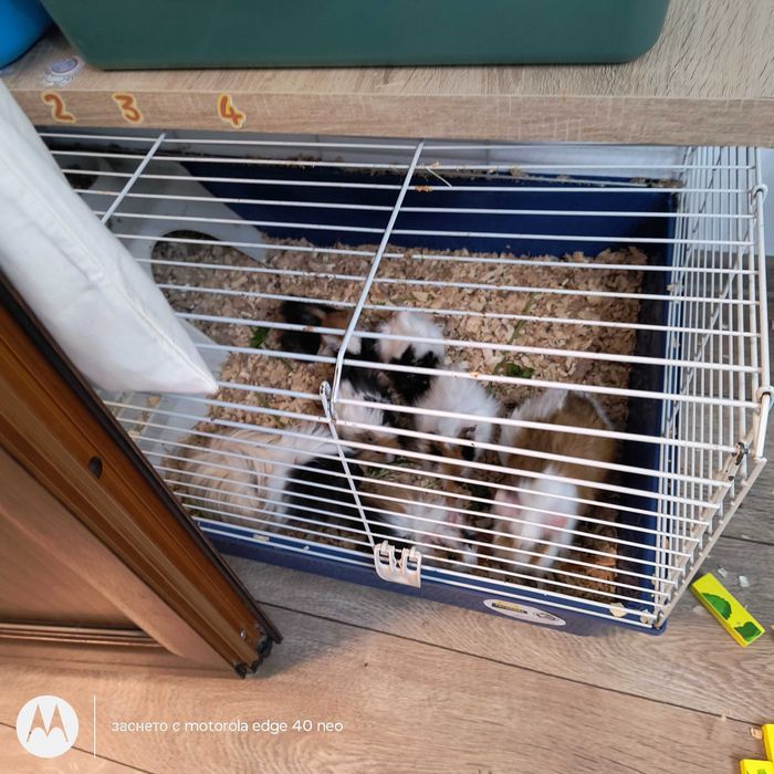 Подарявам морски свинчета