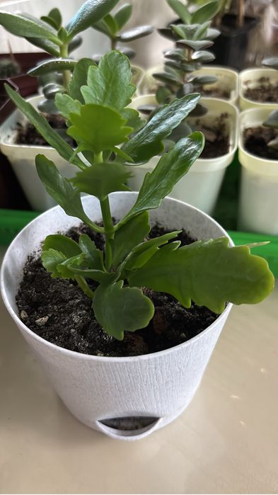 Продам комнатные цветы