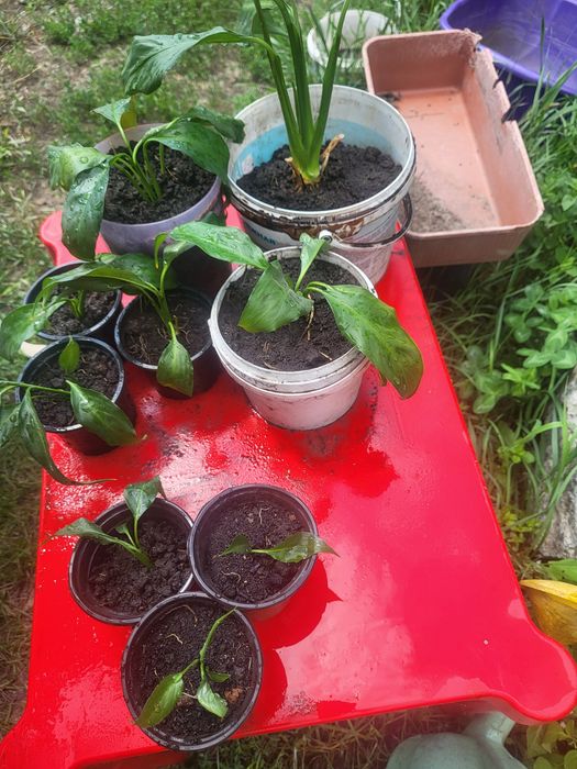 Продам женское счастье