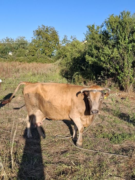 De vânzare vaca cu viței