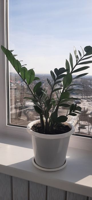 Цветок Замиокулькас