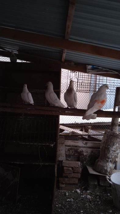 Голуби высоколётные белые