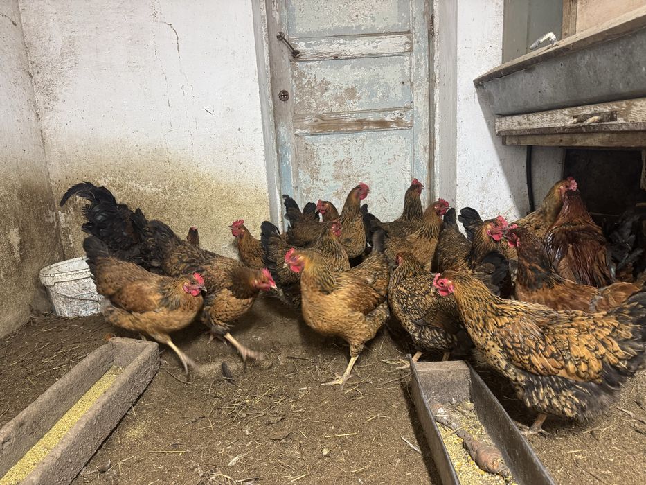 Инкубацонная яица