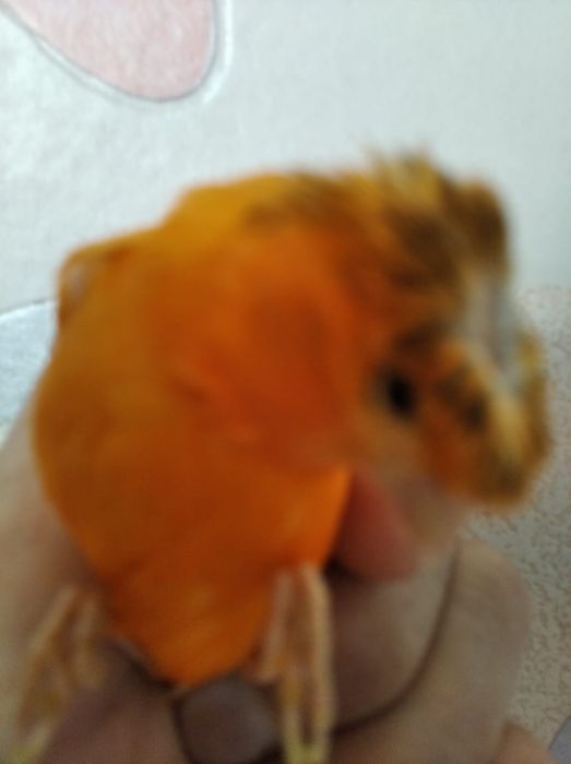 Канарейка (Кенор)