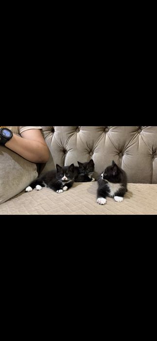 Британские котята 2 месяцев  им