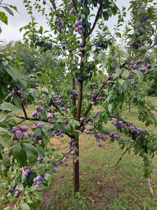 Curaț si toaletez pomi fructiferi.