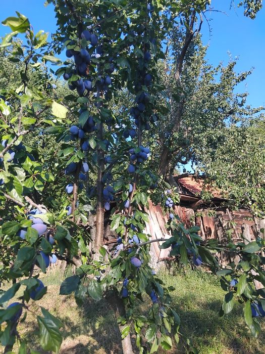 Prune Stanley pentru tuica