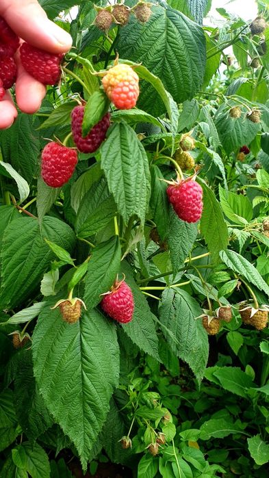 Предлагам елитен разсад малини и къпини