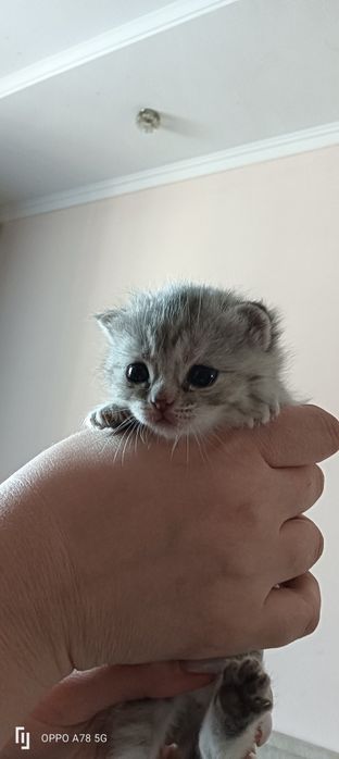 Продам шотландских котят