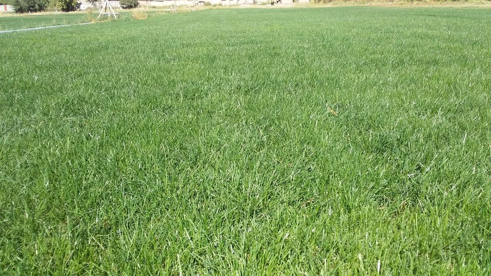 Газон готовый, живой. Сорт "Johnsons"