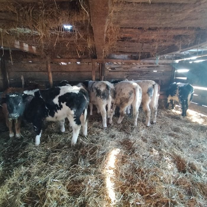 Vând viței înțărcați