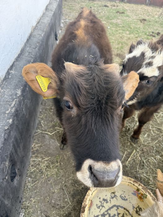Продам телят два бычка две телки