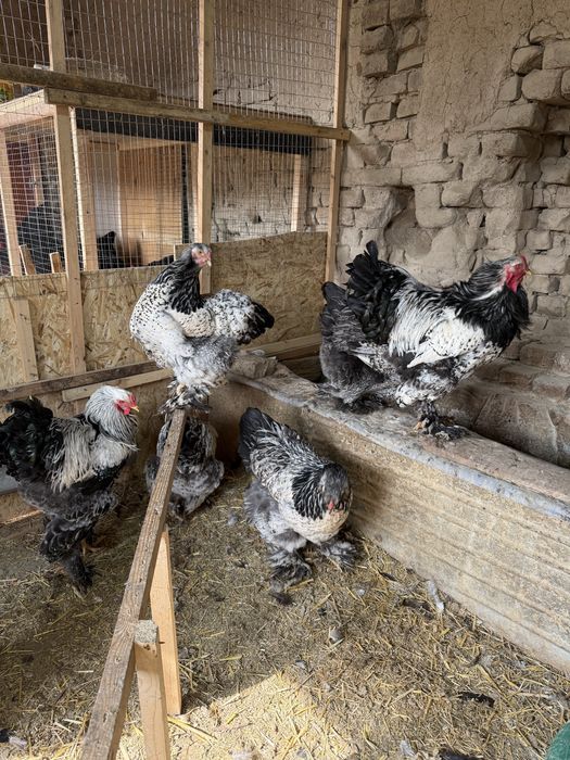 Brama tovuq tuxumlari