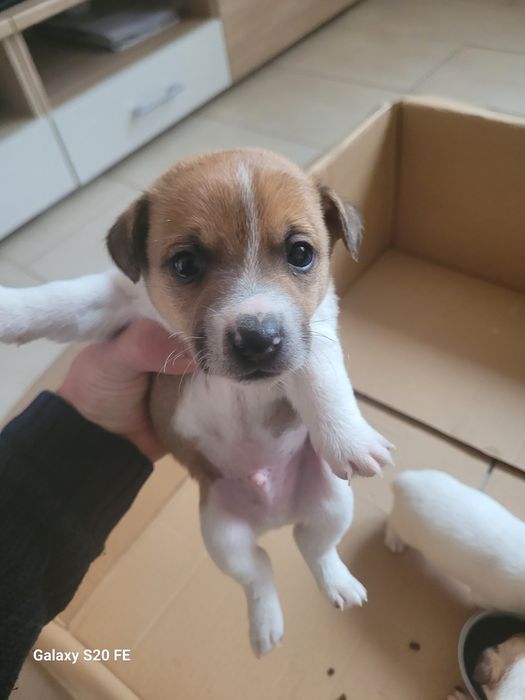 Джак Ръсел Териер