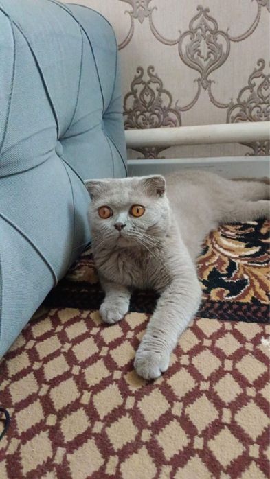 Британский кошка