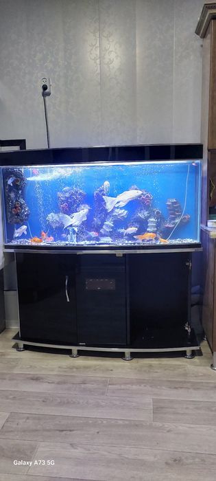 Akvarium I baliqlari bn sotladi