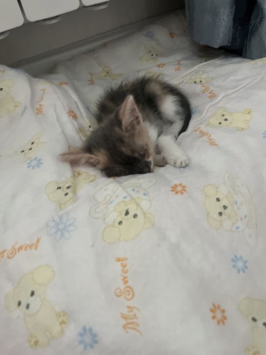 Кочка маленкий девочка