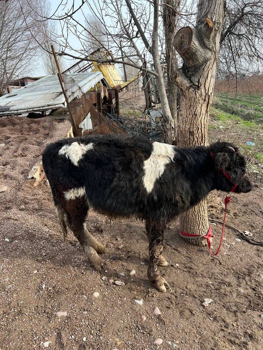 Buqacha sotiladi yeb ichishlari zor