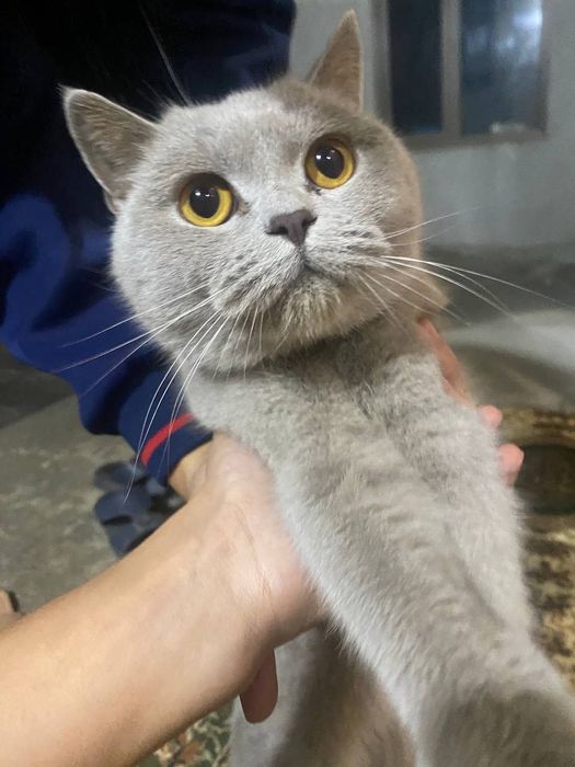 Короткошерстная Британка