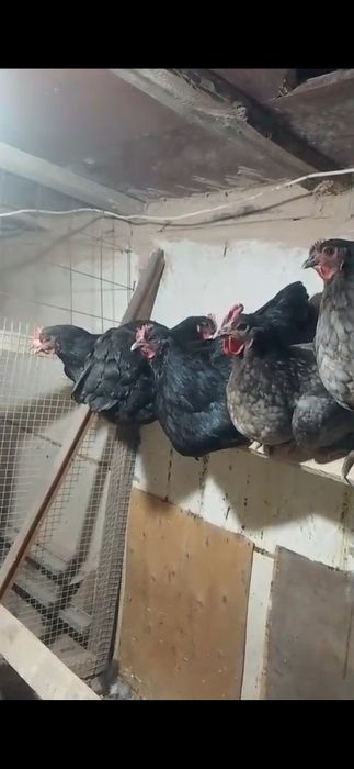 Джерси гигант сатылады