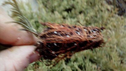 Tuia, Thuja Smaragd 1,5 ani, tuia, Danica, Gold,  0,18 EUR