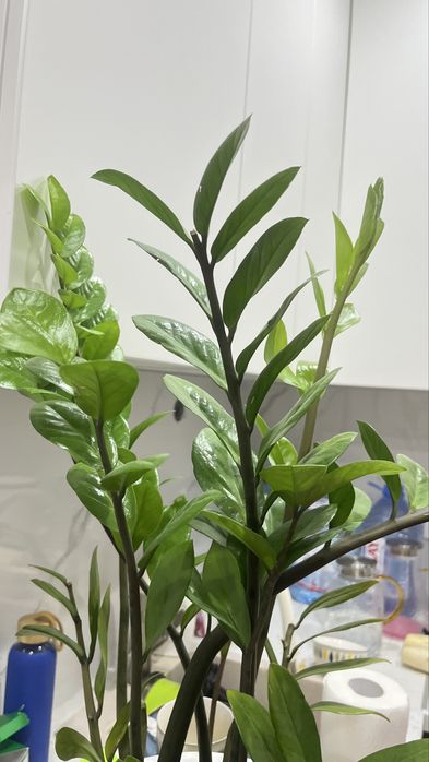 Замиокулькас цветы домашние