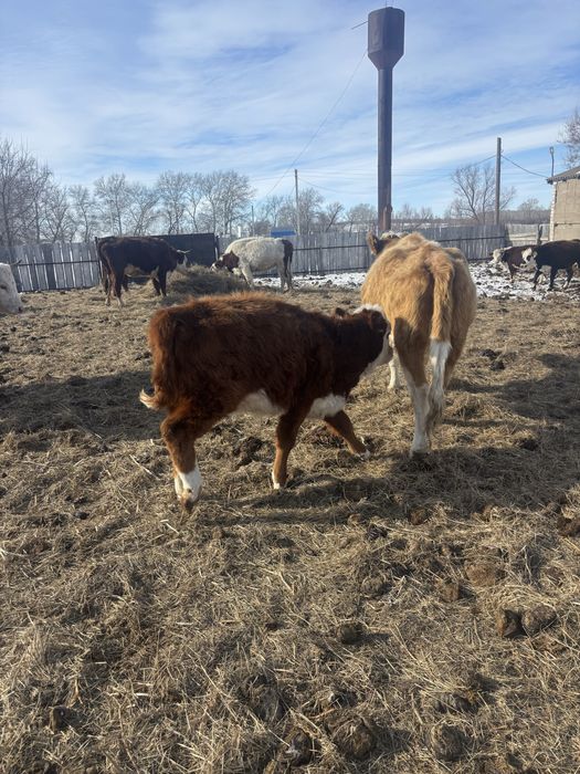 Продается тёлочка