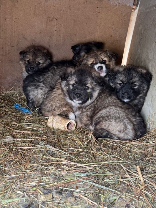 Отдам щенят, возможно с доставкой