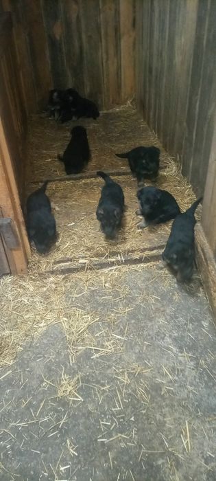 Щенки немецкой овчарки