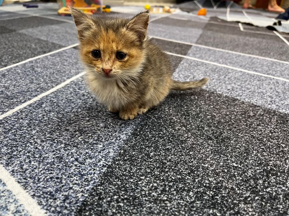 Котята бесплатно