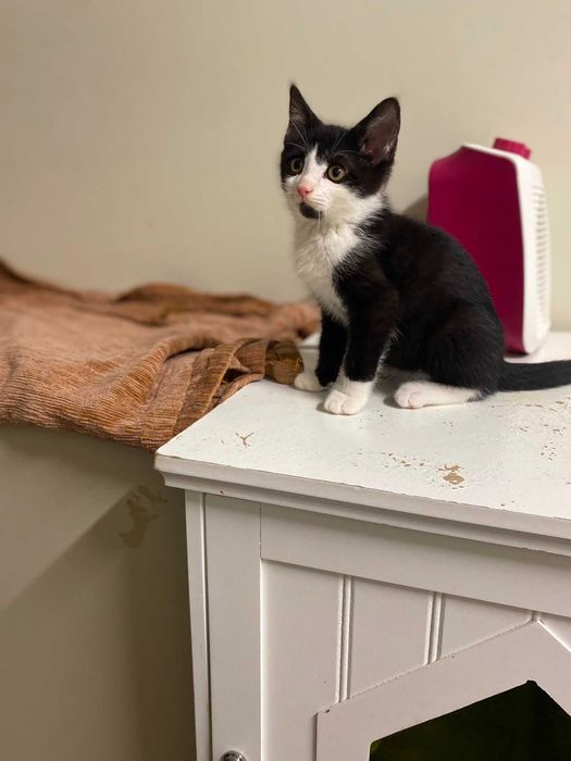 Pui de pisica pentru adoptie
