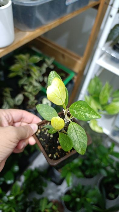 Продам укорененные черенки фикусов