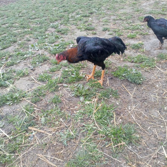 Kulangi xörozla sotiladi