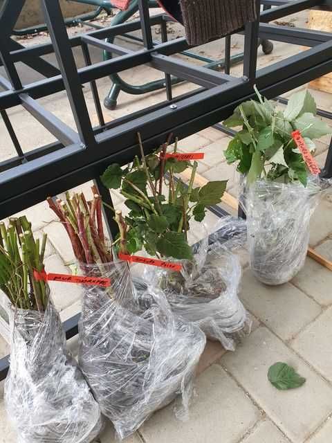 Butasi de: zmeura neagra ,zmeura galbena,zmeura rosie si mur fara spin