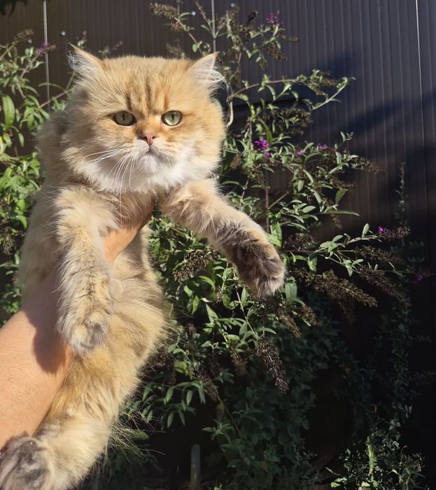 British longhair Mascul