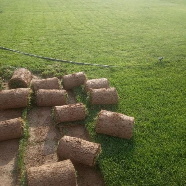 Газон сотамиз оптом рулонный