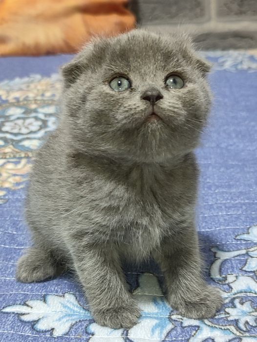 Продаются котята