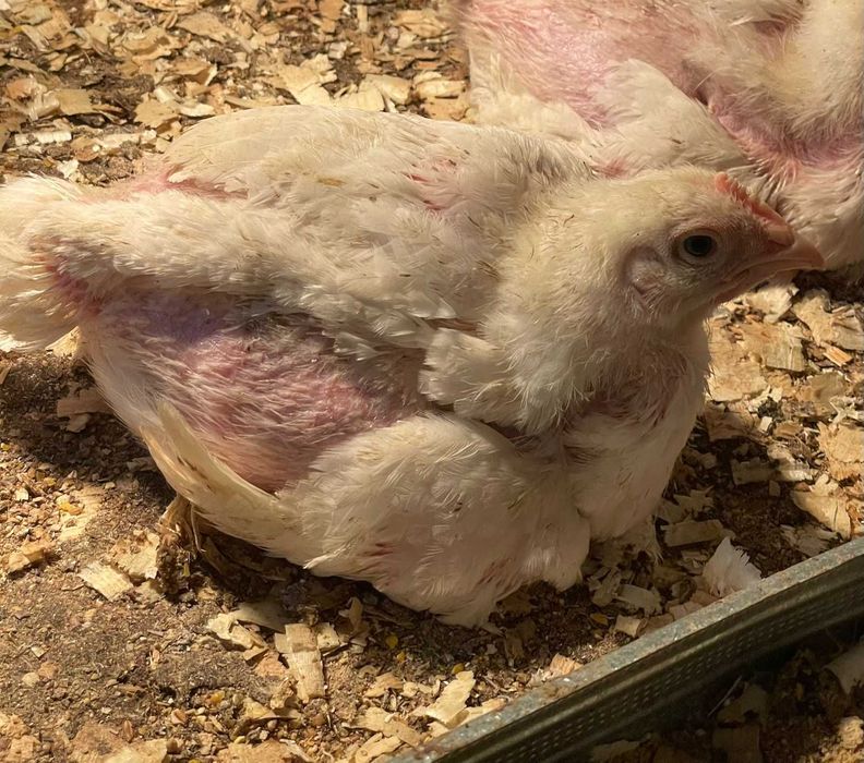 Бройлери 24 дена