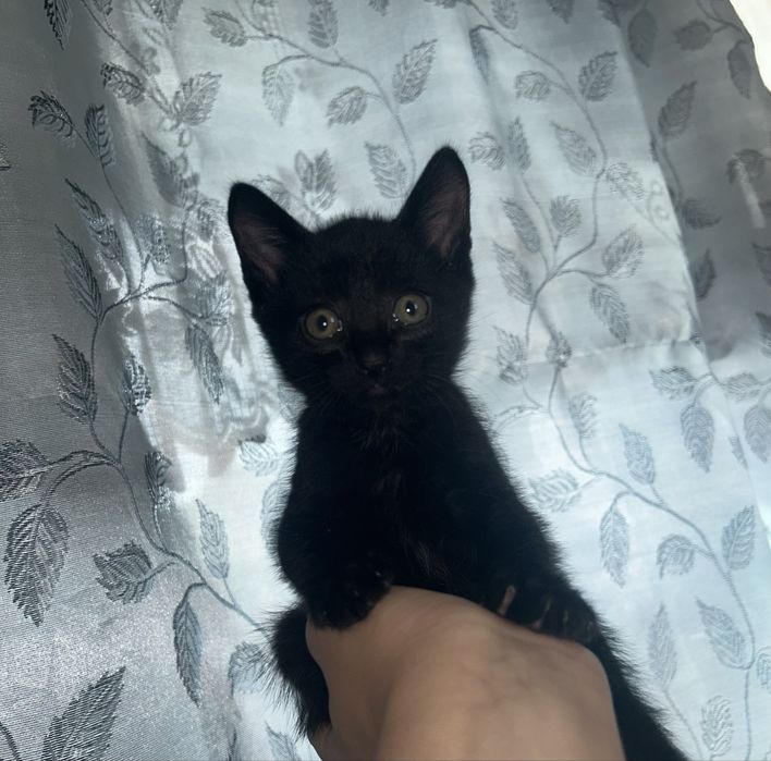 Котенок бесплатно