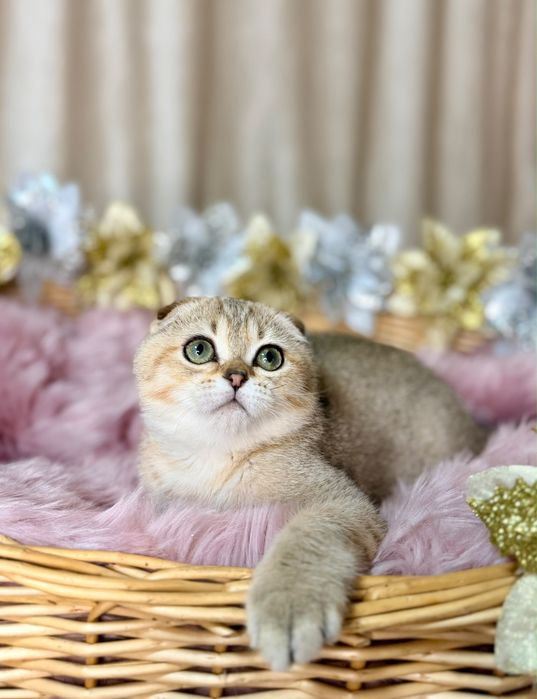 Котята с документами