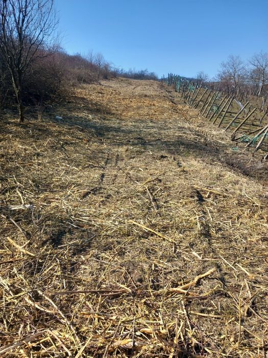 Defrișat curățat terenuri