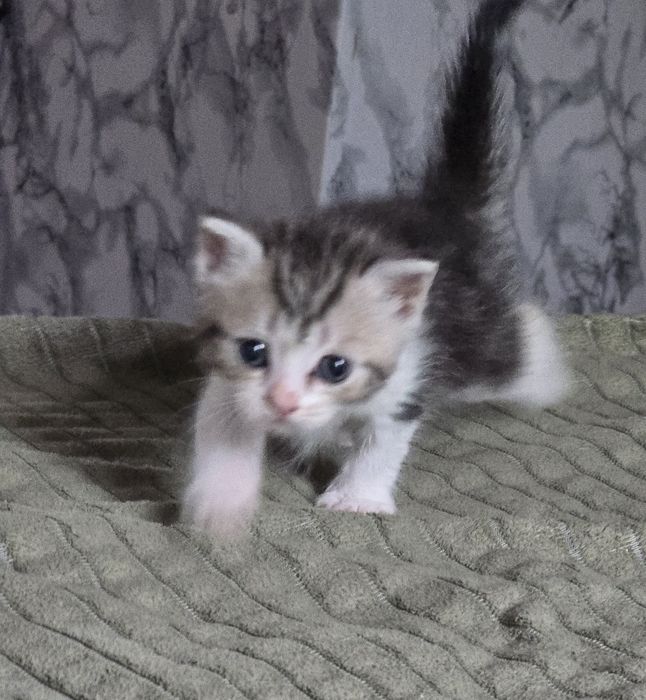 Отдам котят в добрые руки