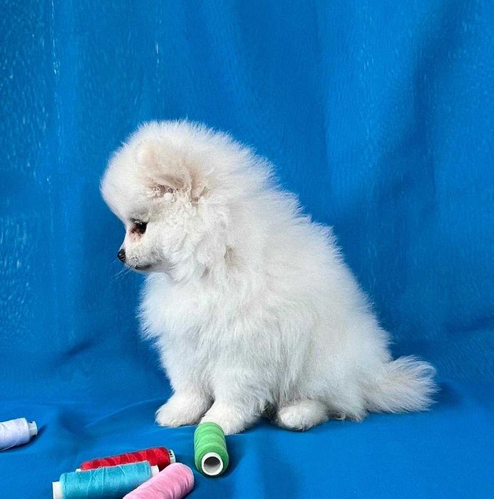 Щенки Немцкого шпица . Белая девочка  с документами.