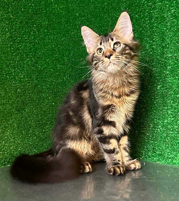 Мей кун с родословие