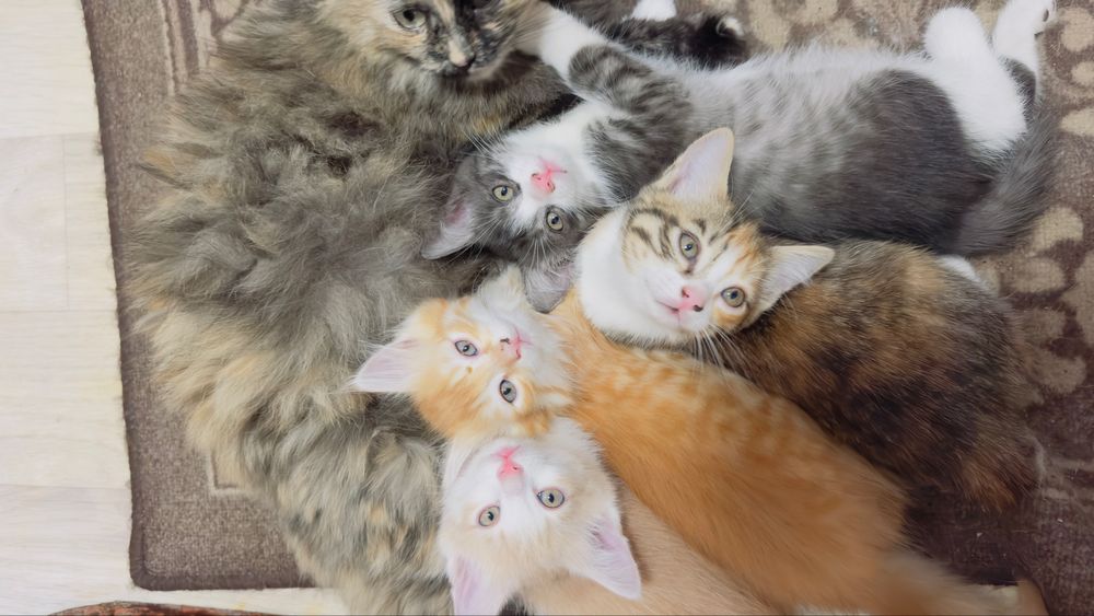 Отдам котят.