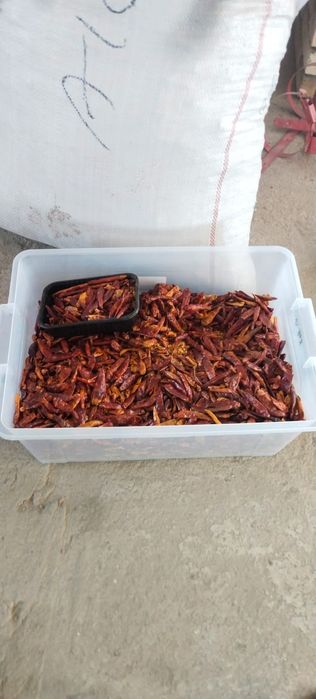 Древесные грибы на продажу