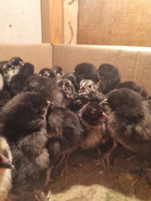 qora jo‘jalar sotiladi